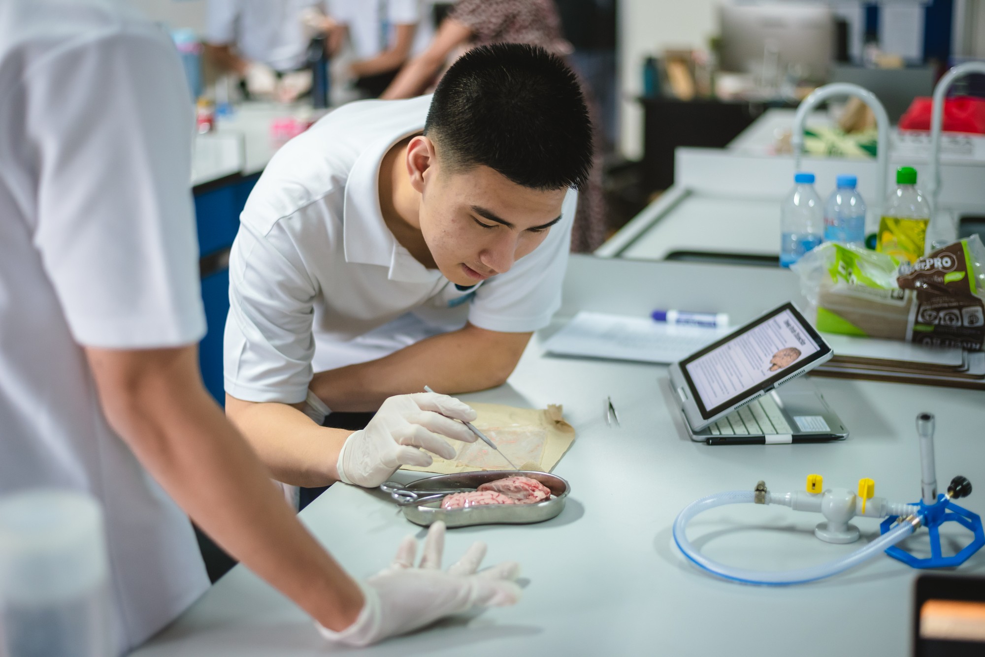 A student dissecting a pig brain in biology class